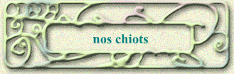 nos chiots
